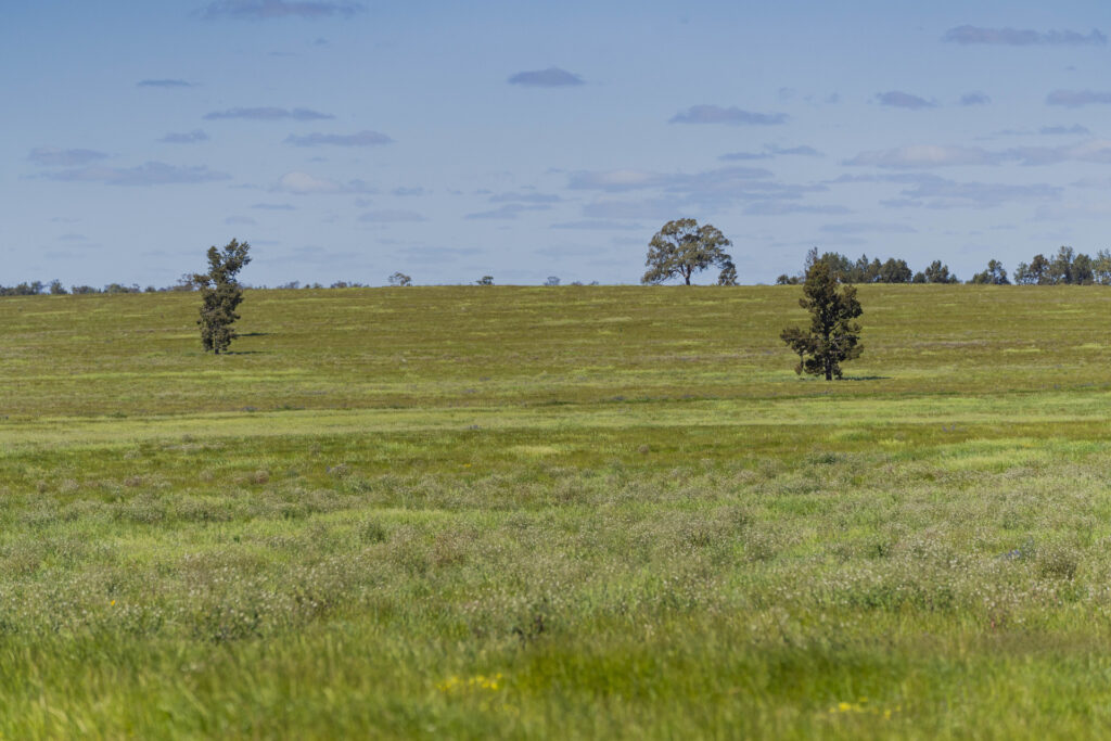 For Sale - 584 Willows Road - New Property in Ardlethan - Real Estate by Jason Haines