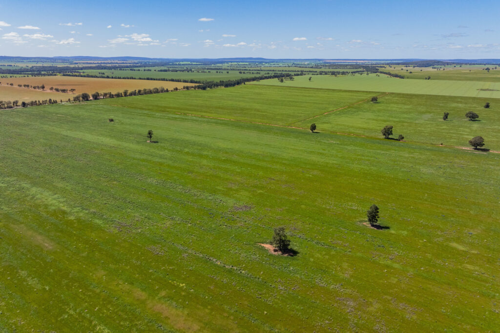 For Sale - 584 Willows Road - New Property in Ardlethan - Real Estate by Jason Haines