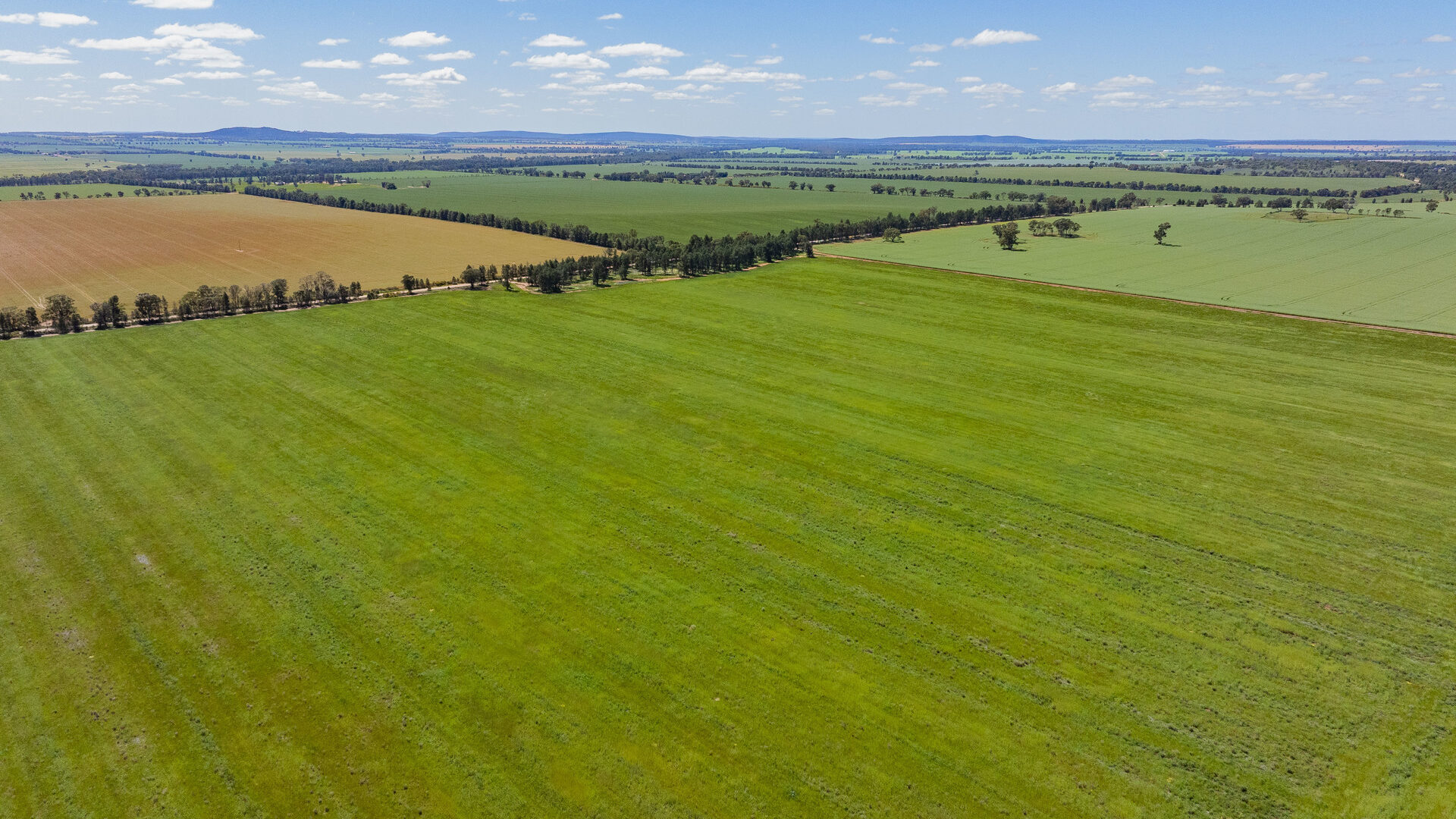 For Sale - 584 Willows Road - New Property in Ardlethan - Real Estate by Jason Haines